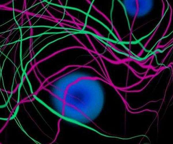 Unveiling Cosmic Secrets: Dark Matter's Role in Tracing Primordial Magnetic Fields
