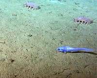 Pulses of sinking carbon reaching the deep sea are not captured in global climate models
