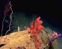 MARCO applauds fishery council move to protect deep sea corals