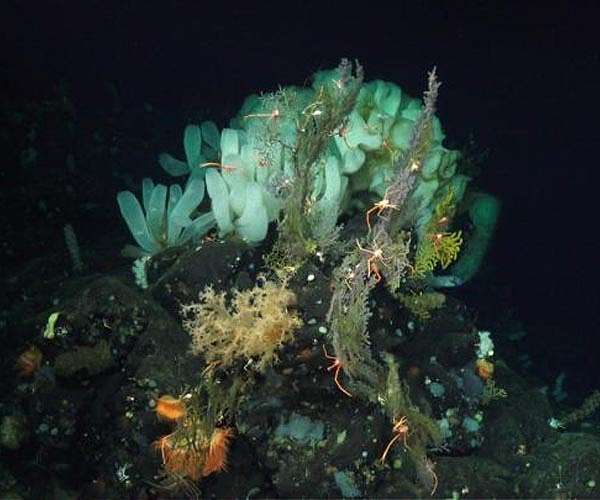 Noise affects life on the seafloor