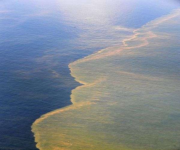 Deepwater Horizon spill has long-term effects on dolphins' immune systems