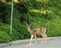 Integrating vegetation into sustainable transportation planning may benefit public health
