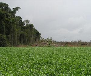 Radical Change Needed For Global Agriculture