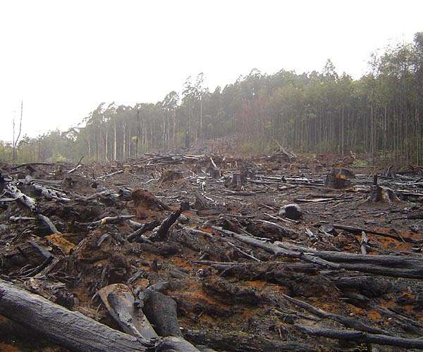 Global firms fall short on forest protection vows