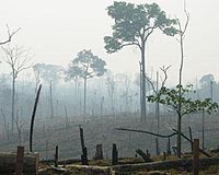 Sarkozy, Amazon leaders to issue rainforest plea