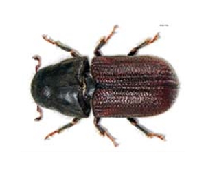 Study shows pine beetle outbreak buffers watersheds from nitrate pollution