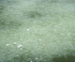Research challenges the theories on the global increase in jellyfish population