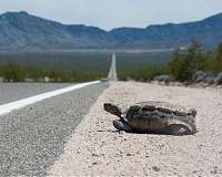 Desert tortoises can't take the heat of roadside fencing
