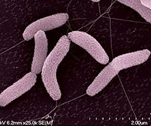Berkeley Lab scientists help define the healthy human microbiome