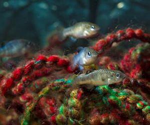 'Explosive' evolution rate seen in fish