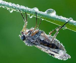 The cicadas are rising: US invasion in 5, 4, 3...