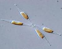 Scientists discover key factors in how some algae harness solar energy