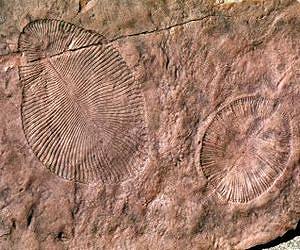 Ancient Australian fossils were on land, not at sea