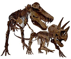 Asteroid Killed Off The Dinosaurs