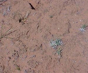 Loss of biodiversity limits toxin degradation