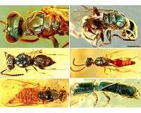 Amber fossils reveal true colors of 99 million-year-old insects