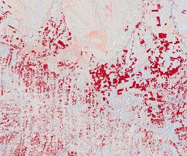 Amazon deforestation rises for the first time in 15 months
