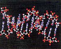 Rewriting The DNA Alphabet