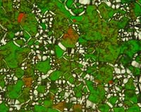 Liquid Crystal Phases Of Tiny DNA Molecules Point Up New Scenario For First Life On Earth