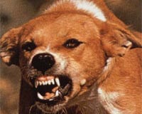 Protesters muzzled at Chinese dog meat festival