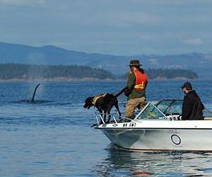 Too few salmon is far worse than too many boats for killer whales