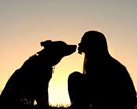 Dogs recognize, understand human facial expressions