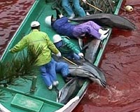 Japan deports 'The Cove' dolphin activist