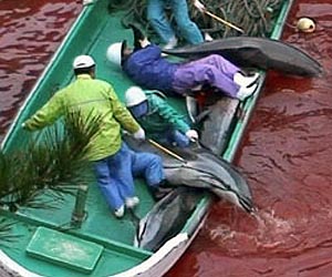 Japan dolphin hunt goes on after slaughter: campaigners