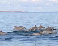 Rare dolphin 'stampede' shocks whale-watchers