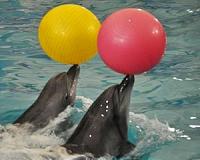 Dolphins used in minesweeping operations during RIMPAC exercise