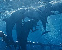Activists urge Singapore casino resort to free dolphins