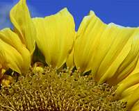 RNA changes aided sunflower's rapid evolutionary transformation, domestication