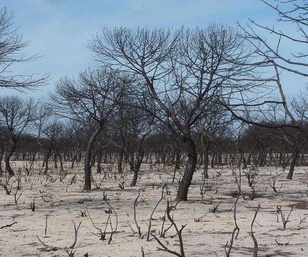 Study reveals an unprecedented change in Europe's fire regime