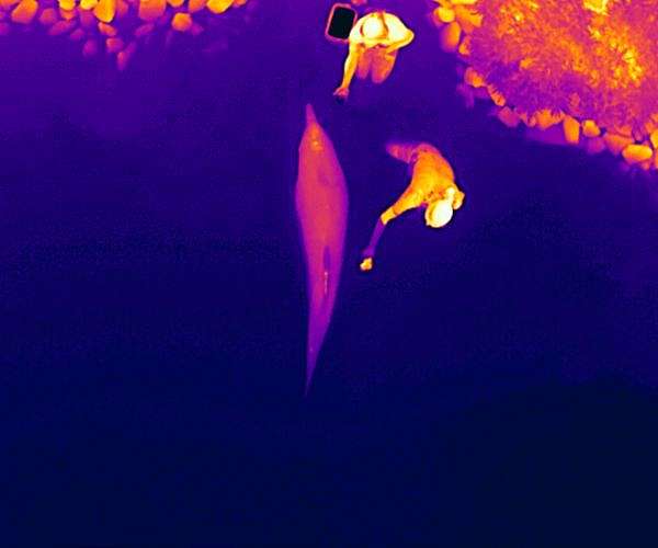 Drones take thermal readings to track dolphin health