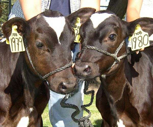 Norwegian milk company suspends use of anti-methane additive
