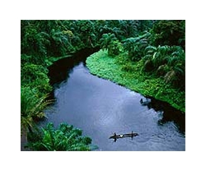 Rainforest basin nations agree to tackle deforestation