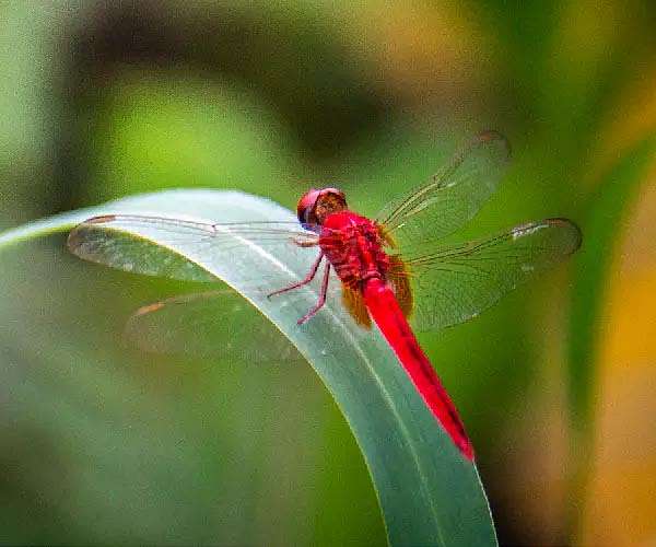 Could the humble dragonfly help pilots during flight?
