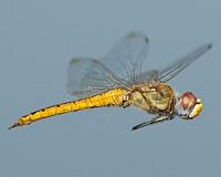 Three generations, 1,000s of miles: Scientists unlock mystery of a dragonfly's migration