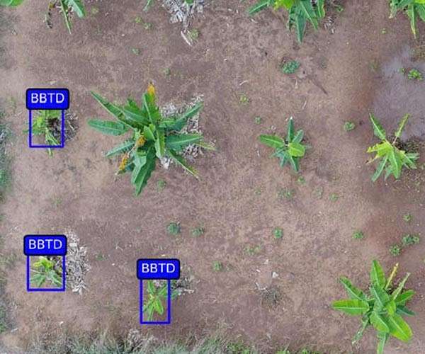 Aerial images detect and track food security threats for millions of African farmers
