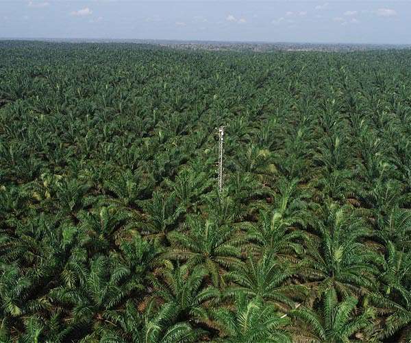 Nigeria looks to revive ailing palm oil sector