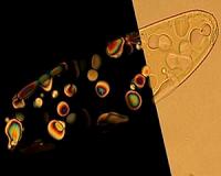 New study hints at spontaneous appearance of primordial DNA