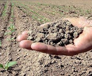 Hidden soil fungus, now revealed, is in a class all its own