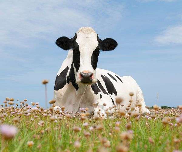EU reaches accord on new generation of genetically modified crops