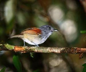 Forest-interior Birds May be Benefiting from Harvested Clearings