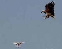 Dutch police to counter drones with winged warriors