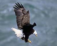 Gray Wolves, Grizzly Bears And Bald Eagles - Do They Still Need Protection