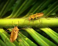 Mid-Mesozoic beetle in amber stirs questions on rise of flowering plants and pollinators