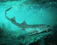 Fish fossils show how fins became limbs