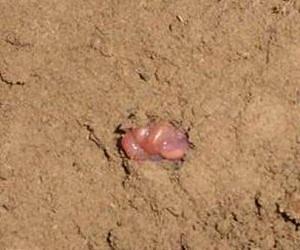 Earthworms can survive and recover after 3-week drought stress