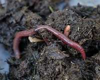 Study: Earthworms responsible for elaborate mounds in South America